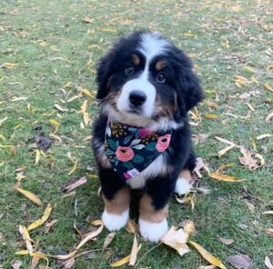 SASHA / FEMALE